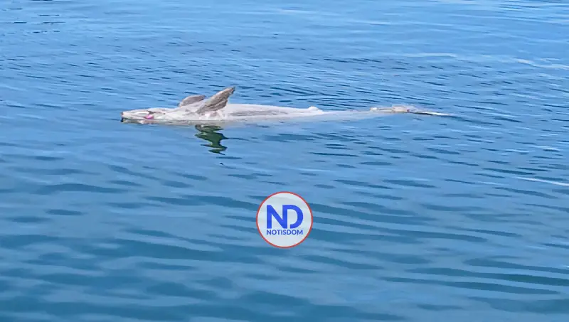 Hallan delfín muerto a consecuencia de la pesca indiscriminada en zona de Los Haitises