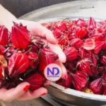 Flor de Jamaica: la infusión científica que protege el corazón y fortalece el organismo