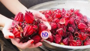 Flor de Jamaica: la infusión científica que protege el corazón y fortalece el organismo