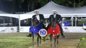 Sucesor, Victoria e Ilusión ganan Circuito Nacional Caballos Paso