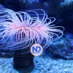 Veneno marino podría eliminar células del cáncer que sobreviven a la quimioterapia