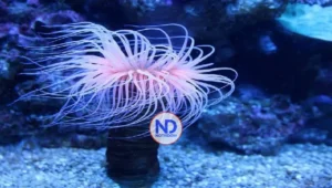 Veneno marino podría eliminar células del cáncer que sobreviven a la quimioterapia