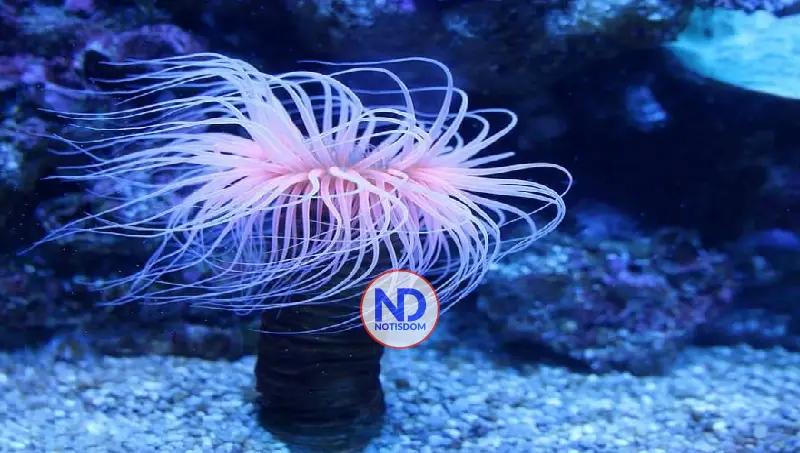 Veneno marino podría eliminar células del cáncer que sobreviven a la quimioterapia