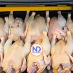 Inespre inicia venta más de un millón libras de pollo a 55 pesos