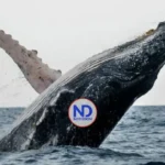 Anuncian concierto bienvenida ballenas jorobadas en Samaná