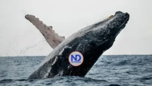 Anuncian concierto bienvenida ballenas jorobadas en Samaná