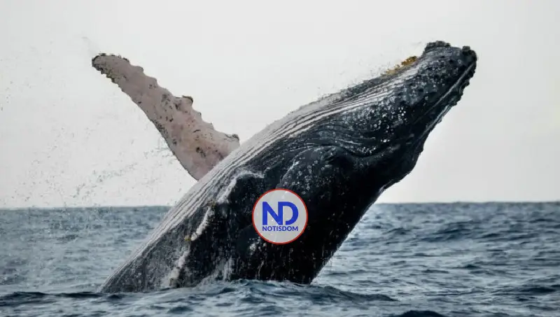 Anuncian concierto bienvenida ballenas jorobadas en Samaná