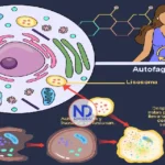 ¿Tres días sin comer “reinician” el cuerpo? La ciencia responde con matices