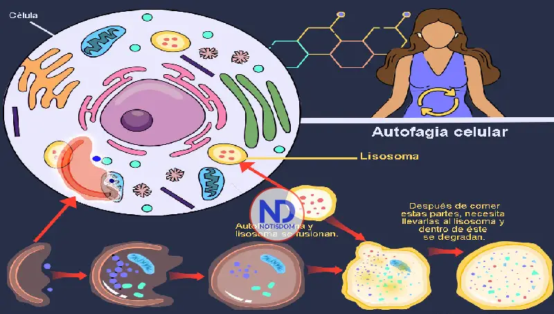 ¿Tres días sin comer “reinician” el cuerpo? La ciencia responde con matices