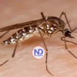 Salud registra 13 casos de dengue hasta finales de enero