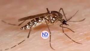 Salud registra 13 casos de dengue hasta finales de enero