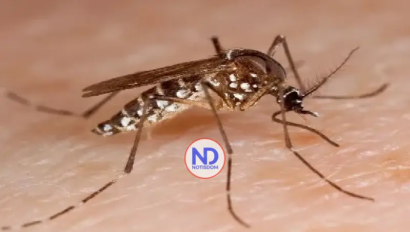 Salud registra 13 casos de dengue hasta finales de enero