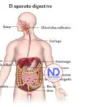 Qué significa enfermedad inflamatoria intestinal? 