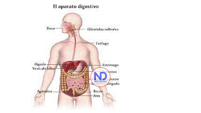 Qué significa enfermedad inflamatoria intestinal? 