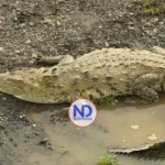 Autoridades buscan a cocodrilo escapó de finca de Puerto Plata