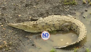 Autoridades buscan a cocodrilo escapó de finca de Puerto Plata