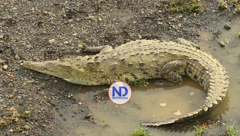 Autoridades buscan a cocodrilo escapó de finca de Puerto Plata 2 Autoridades buscan a cocodrilo escapó de finca de Puerto Plata