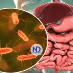 Identifican una bacteria en el intestino humano capaz de mejorar la fuerza muscular