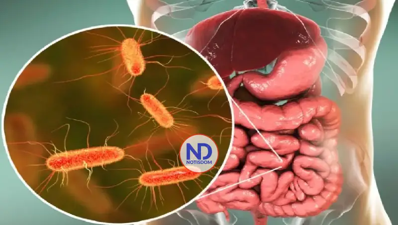 Identifican una bacteria en el intestino humano capaz de mejorar la fuerza muscular