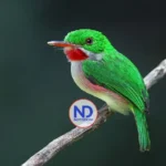 ¿Conoces el barrancolí, ave endémica de República Dominicana?