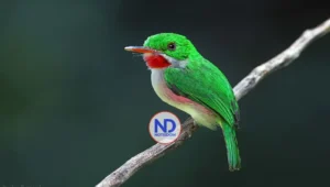 ¿Conoces el barrancolí, ave endémica de República Dominicana?