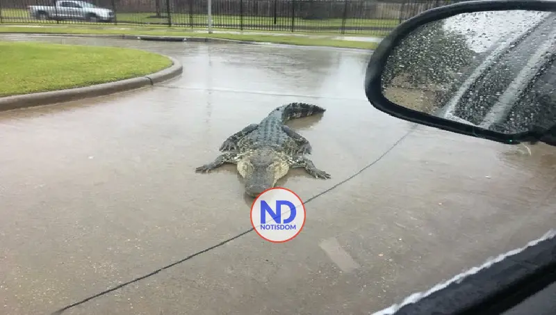 India evalúa usar serpientes y cocodrilos como guardianes fluviales en la frontera con Bangladés