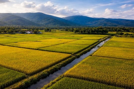 Cosecha de arroz Gobierno dice RD es el mayor productor de arroz del Caribe