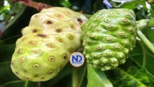 El Noni: la planta que divide a la ciencia y conduce a la salud de manera natural