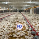 Avicultores garantizan abastecimiento y estabilidad de precios pese a crisis internacional