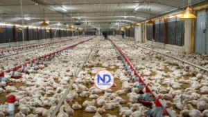 Avicultores garantizan abastecimiento y estabilidad de precios pese a crisis internacional