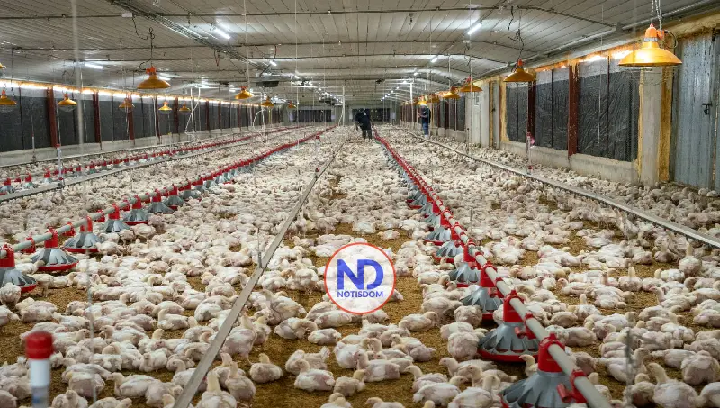 Avicultores garantizan abastecimiento y estabilidad de precios pese a crisis internacional