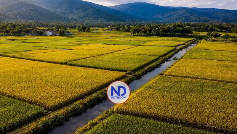 NOTISDOM FOTOS PF2026 2026 04 19T152536.151 Ministro de Agricultura anuncia que RD lidera producción arrocera en el Caribe y Centroamérica