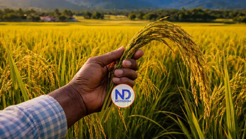 NOTISDOM FOTOS PF2026 2026 04 19T152547.814 Ministro de Agricultura anuncia que RD lidera producción arrocera en el Caribe y Centroamérica