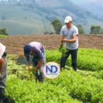 Productores agropecuarios RD buscan garantizar alimentos