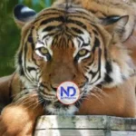 Policía alemana abate a tiros a un tigre que escapó de una propiedad privada