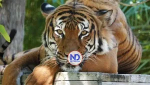 Policía alemana abate a tiros a un tigre que escapó de una propiedad privada