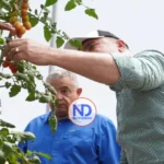 Exportaciones tomate cherry a EEUU consolidan su crecimiento
