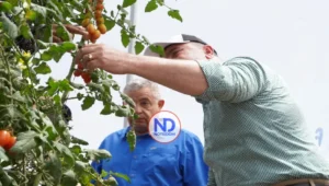 Exportaciones tomate cherry a EEUU consolidan su crecimiento