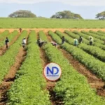 Producción agrícola crece un 12.1% en RD