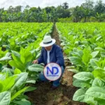 Industria del tabaco de la RD genera más de 122 mil empleos