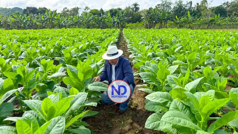 Industria del tabaco de la RD genera más de 122 mil empleos
