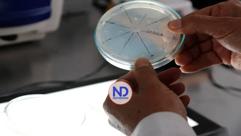 Descubren la manikomicina, un prometedor antibiótico que elimina bacterias resistentes