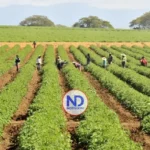 Crédito al agro crece 62.4 % en seis años y supera los RD$132 mil millones