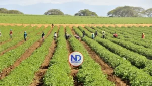 Crédito al agro crece 62.4 % en seis años y supera los RD$132 mil millones
