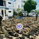 Detectan siembra de 15,392 plantas de marihuana en Ocoa