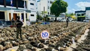Detectan siembra de 15,392 plantas de marihuana en Ocoa