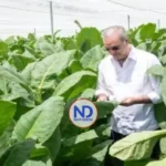 República Dominicana impulsa modernización cultivo tabaco