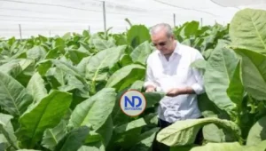 República Dominicana impulsa modernización cultivo tabaco