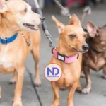 Alcaldía del Distrito Nacional esteriliza 100 perros y gatos durante jornada este fin de semana