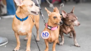 Alcaldía del Distrito Nacional esteriliza 100 perros y gatos durante jornada este fin de semana